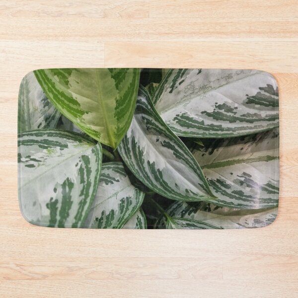 Item preview, Aglaonema Nitidum Silver Bay designed and sold by Gaboro.