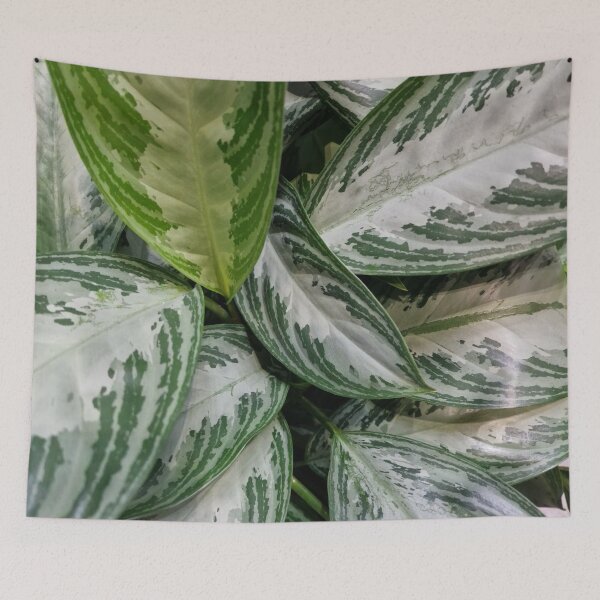 Item preview, Aglaonema Nitidum Silver Bay designed and sold by Gaboro.