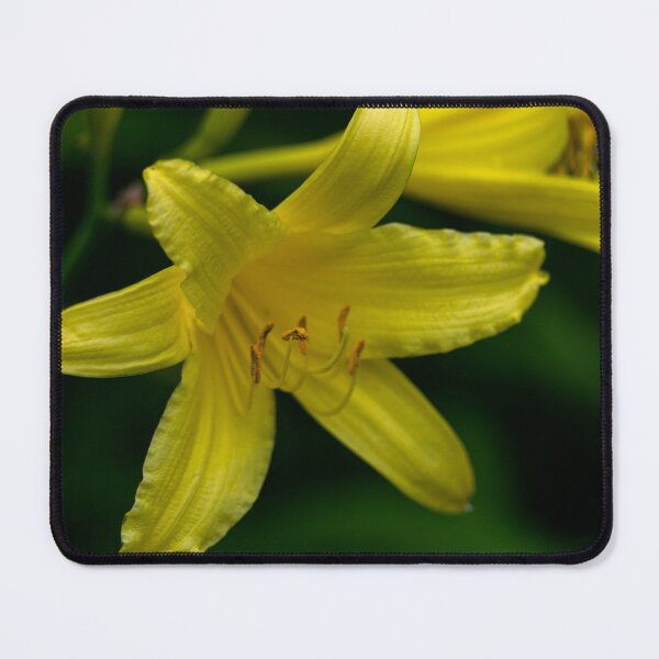 Item preview, Springtime flowers in bloom designed and sold by CanadianWild418.