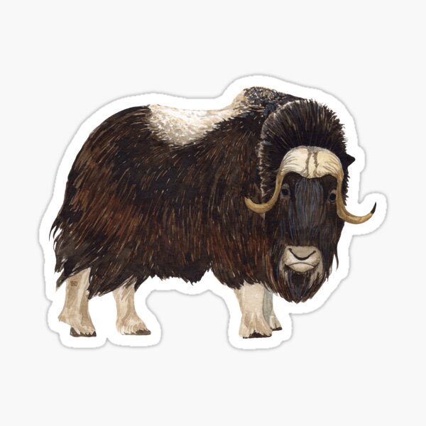 Item preview, MUSK OX-Ovibos moschatus designed and sold by BEATRIZ ABAITUA.