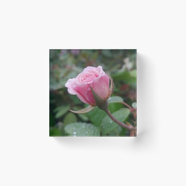 Item preview, Pink Sweetheart Rose with Dew designed and sold by boldtvillemayor.