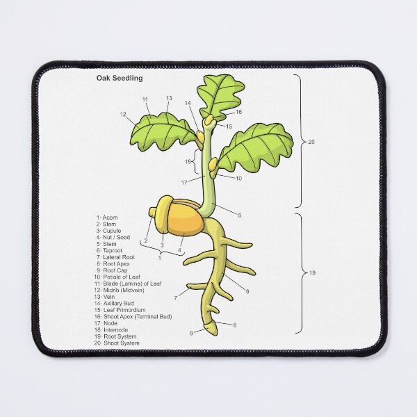 Item preview, Oak Seedling Diagram designed and sold by taylorcustom.