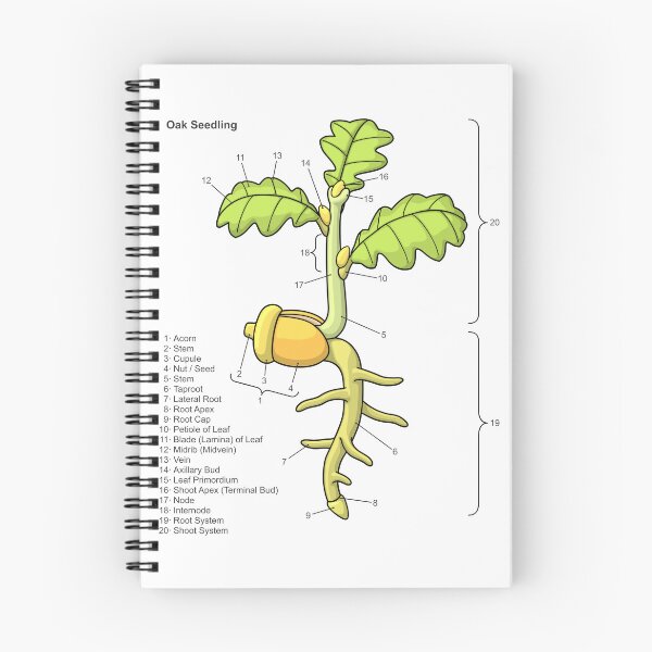 Item preview, Oak Seedling Diagram designed and sold by taylorcustom.
