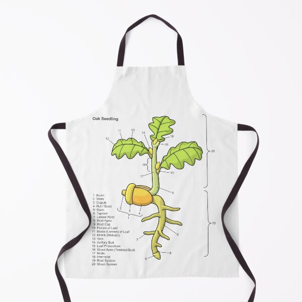 Item preview, Oak Seedling Diagram designed and sold by taylorcustom.