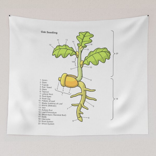 Item preview, Oak Seedling Diagram designed and sold by taylorcustom.