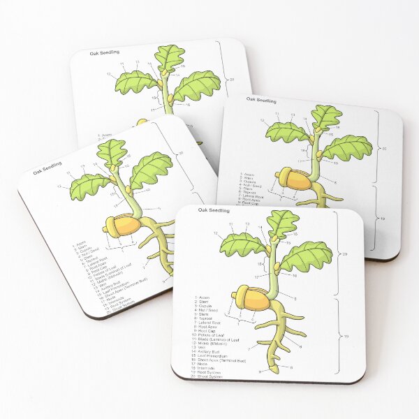 Item preview, Oak Seedling Diagram designed and sold by taylorcustom.