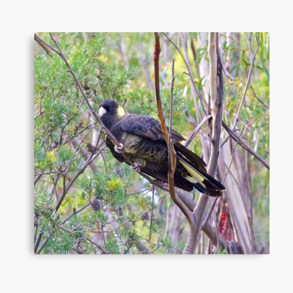 Item preview, PARROT ~ Yellow-tailed Black Cockatoo hdTKY4zQ by David Irwin designed and sold by tasmanianartist.