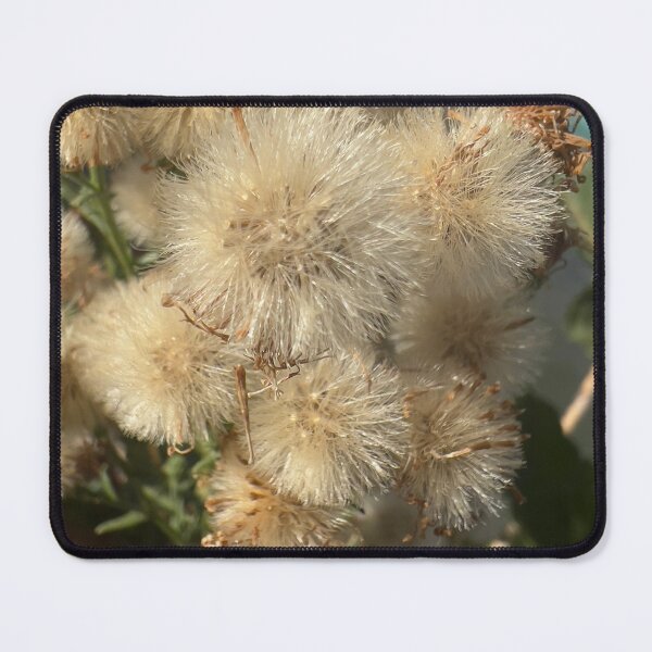 Item preview, Common Ragwort designed and sold by Betsy Phillips.