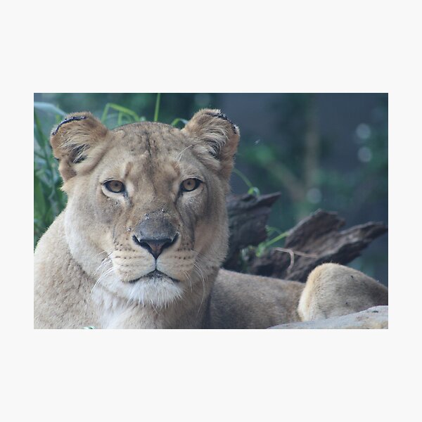 Item preview, Lioness designed and sold by Alison  Gainge.