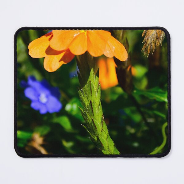 Item preview, Firecracker Flower designed and sold by MercerImages.