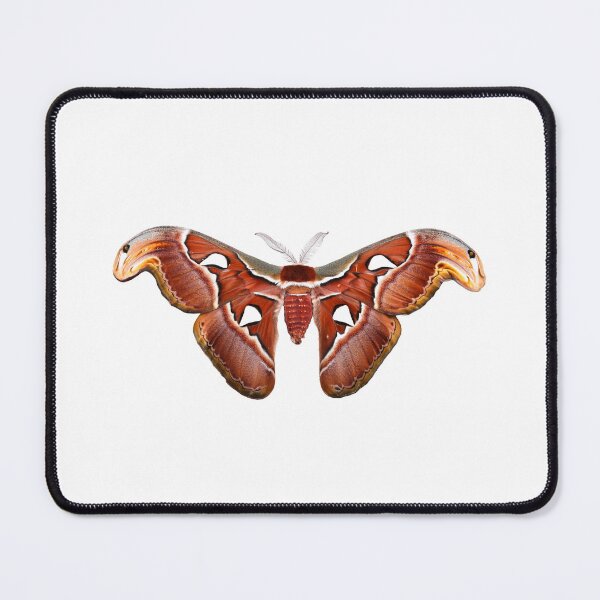 Item preview, Atlas moth designed and sold by Yuran-Design.