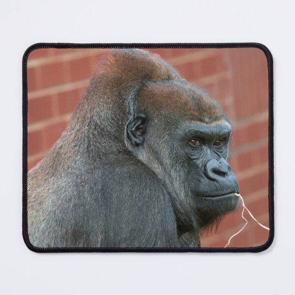 Item preview, Resilient Gorilla Mother designed and sold by rawshutterbug.