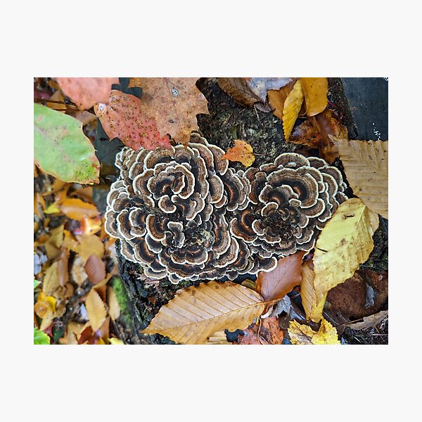 Item preview, Fall fungi designed and sold by Meaghan Wanders photography.
