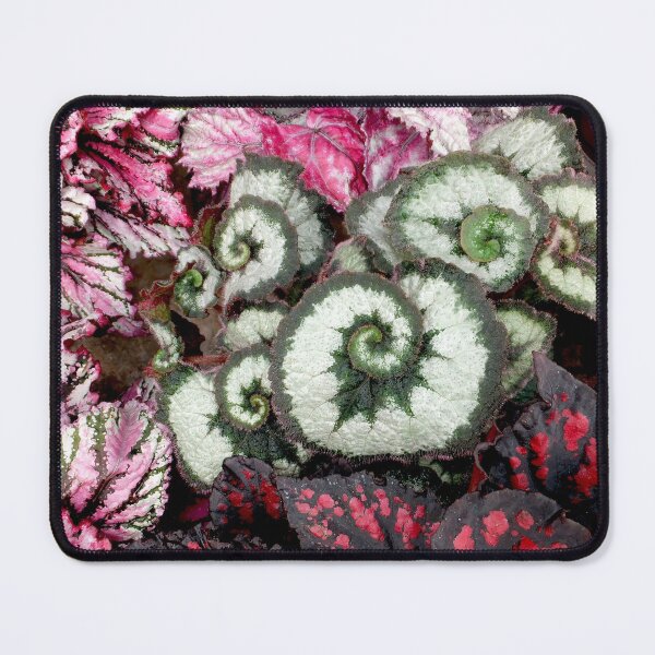 Item preview, Begonia Escargot designed and sold by pinkal.