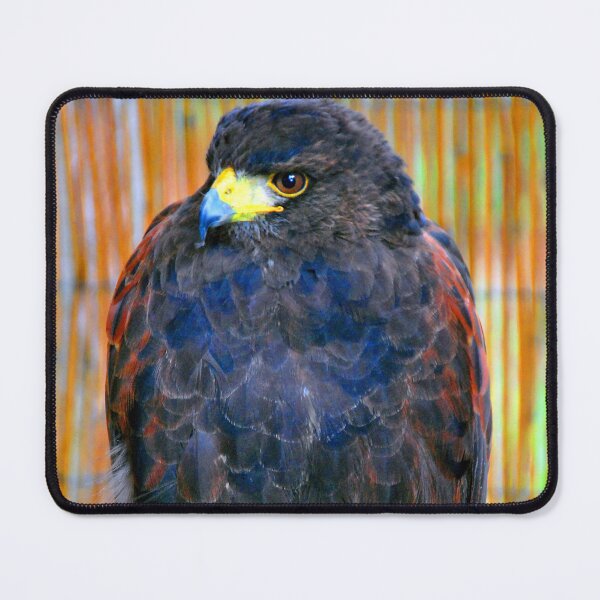 Item preview, Harris Hawk Bird Of Prey designed and sold by AndyEvansPhotos.