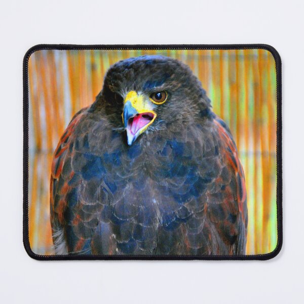 Item preview, Harris Hawk Bird Of Prey designed and sold by AndyEvansPhotos.