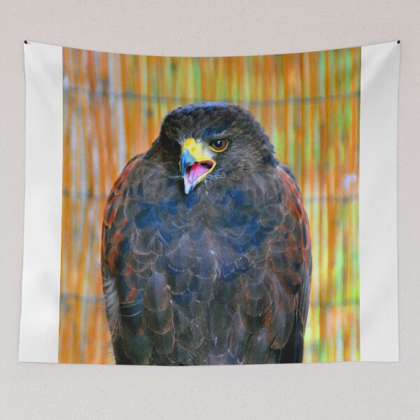 Item preview, Harris Hawk Bird Of Prey designed and sold by AndyEvansPhotos.