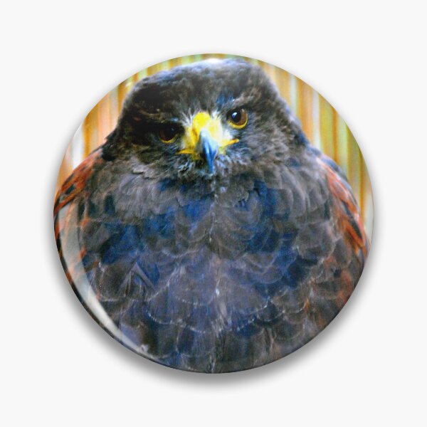 Item preview, Harris Hawk Bird Of Prey designed and sold by AndyEvansPhotos.