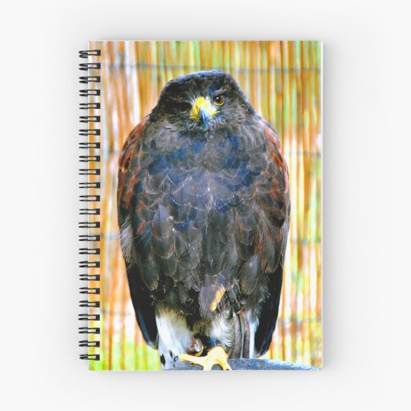 Item preview, Harris Hawk Bird Of Prey designed and sold by AndyEvansPhotos.