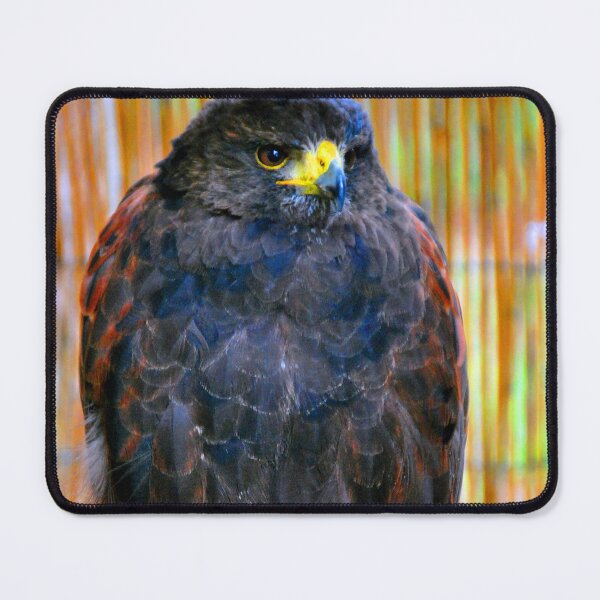 Item preview, Harris Hawk Bird Of Prey designed and sold by AndyEvansPhotos.