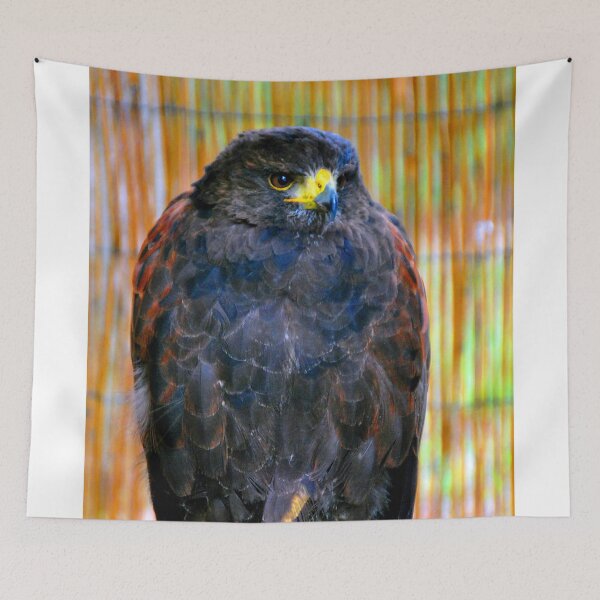 Item preview, Harris Hawk Bird Of Prey designed and sold by AndyEvansPhotos.