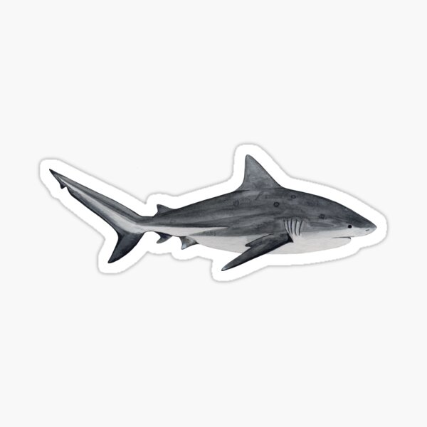 Artikel-Vorschau von BULLENHAI-Carcharhinus leucas, designt und verkauft von BEATRIZ ABAITUA.