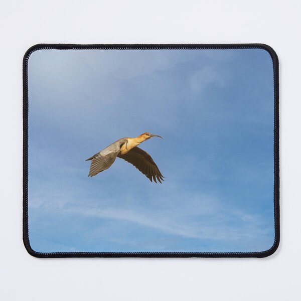 Item preview, Black Faced Ibis Chile designed and sold by PhotoArt by Joan Carroll.