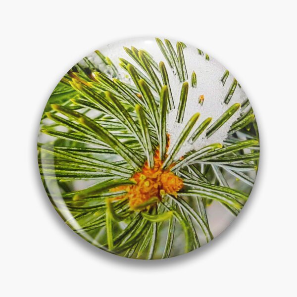 Item preview, Snowy Rocky Mountain Spruce Photo designed and sold by FloresInColor1.