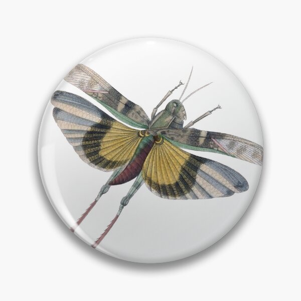 Item preview, Flying Grasshopper Illustration, Entomology Illustration  designed and sold by HawthorneFlame.