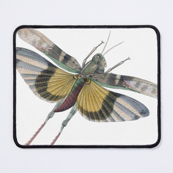 Item preview, Flying Grasshopper Illustration, Entomology Illustration designed and sold by HawthorneFlame.