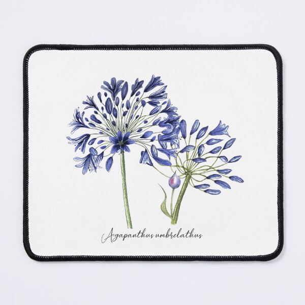 Item preview, Agapanthus flower designed and sold by latiendadearyam.