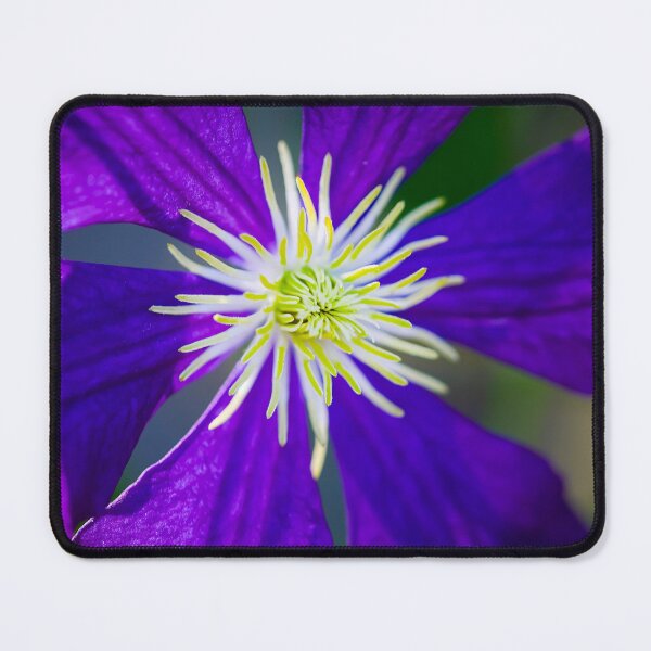 Item preview, Purple Clematis Not Shy X103 designed and sold by RichFrancoCars.