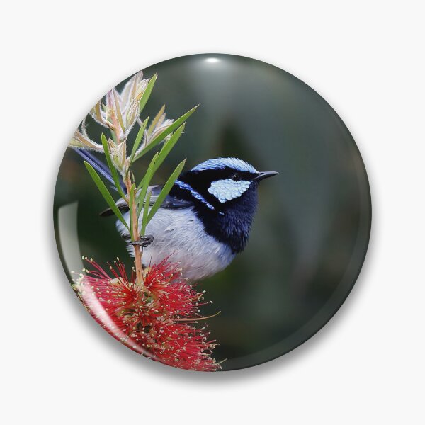Item preview, Blue wren on Bottle brush designed and sold by robmac.