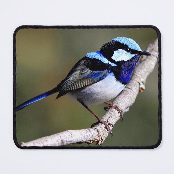 Item preview, Male Fairy wren designed and sold by robmac.