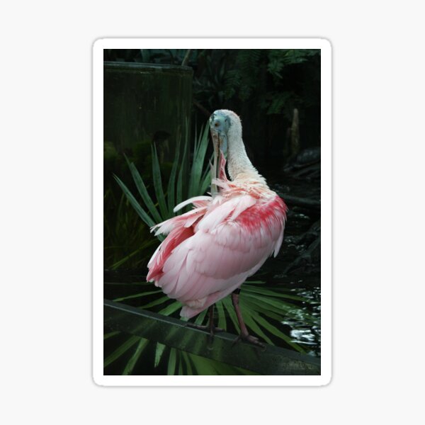 Item preview, Pretty Pink Spoonbill designed and sold by sawyersnapshots.