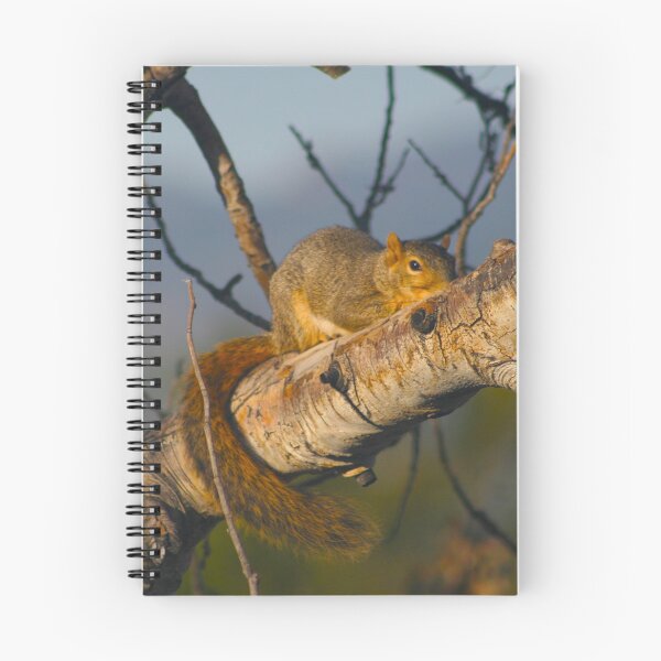Item preview, Hide & Seek with Mr. Squirrel designed and sold by KoalaTeaPhotogr.