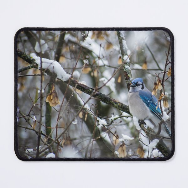 Item preview, Blue Jay in Snow designed and sold by Imalairdphotos.