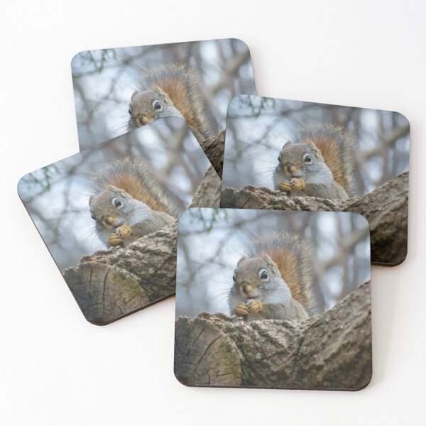 Item preview, Grey Squirrel having a Snack designed and sold by Imalairdphotos.