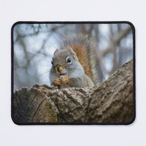 Item preview, Grey Squirrel having a Snack designed and sold by Imalairdphotos.