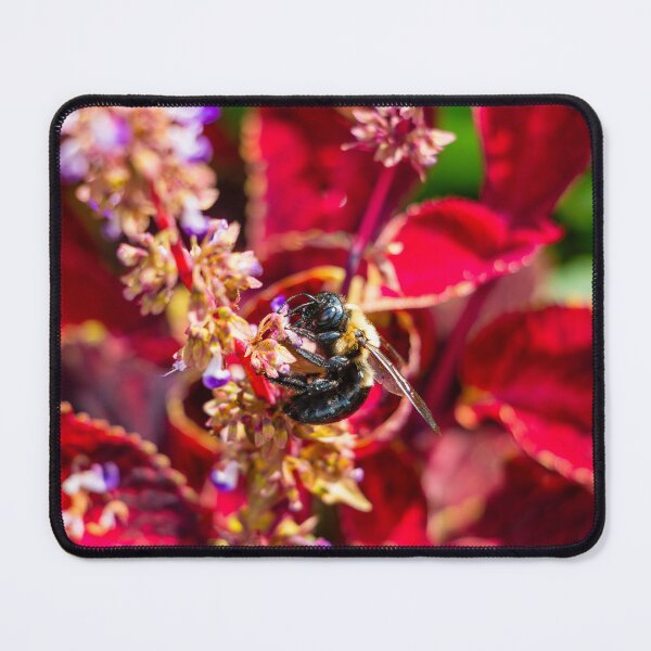Item preview, "Summertime Lunch" A closeup of a Bee feeds on a flower on a nice warm summer day (Photograph) designed and sold by RealmOfImages.