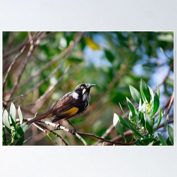 Item preview, New Holland Honeyeater Among the Greenery designed and sold by AvianAdventures.