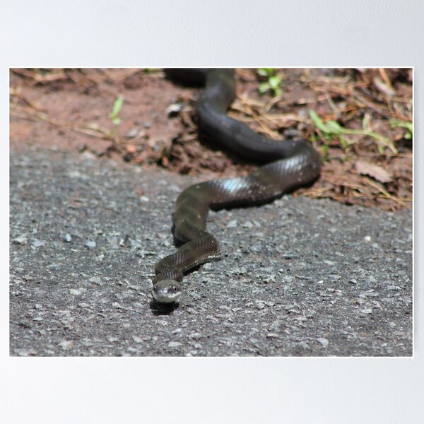 Item preview, Black Snake designed and sold by Valeria Lee.