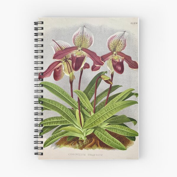 Item preview, Orchid Cypripedium oenanthum lithograph designed and sold by Infraredphoto.