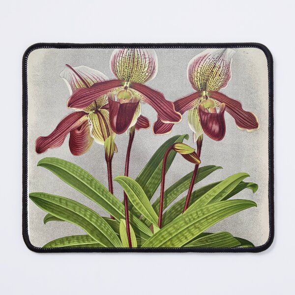 Item preview, Orchid Cypripedium oenanthum lithograph designed and sold by Infraredphoto.