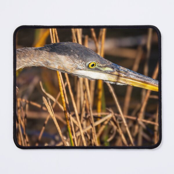 Item preview, "Spearhead" The Great Blue Heron Headshot (Photograph) 2022 designed and sold by RealmOfImages.