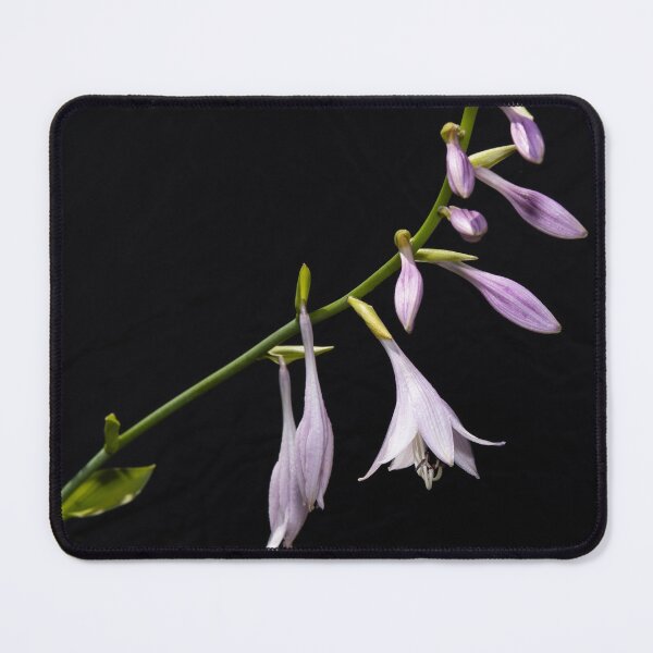 Artikelvorschau, „Vibrance“ blühende Hosta-Blume mit schwarzem Hintergrund (Foto) entworfen und verkauft von RealmOfImages.