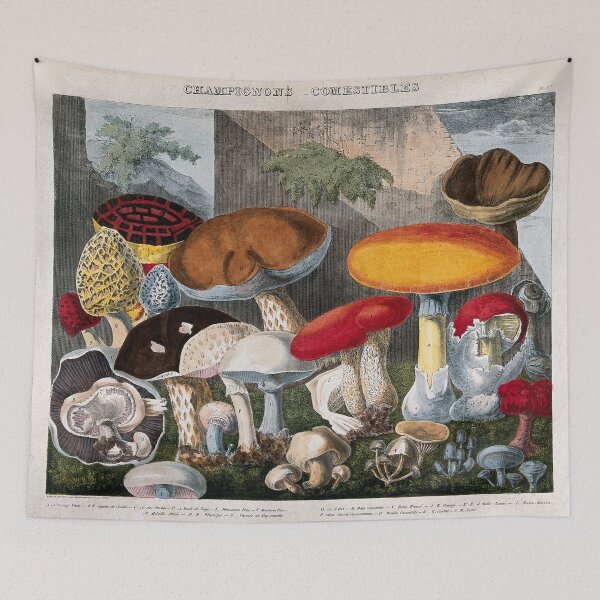 Item preview, Edible fungi: 19 species, including horse and field mushrooms (Agaricus), morels (Morchella and Helvella) and Boletus species. Coloured lithograph by A. Cornillon, ca. 1827, after Prieur. designed and sold by Vintage Designs +.