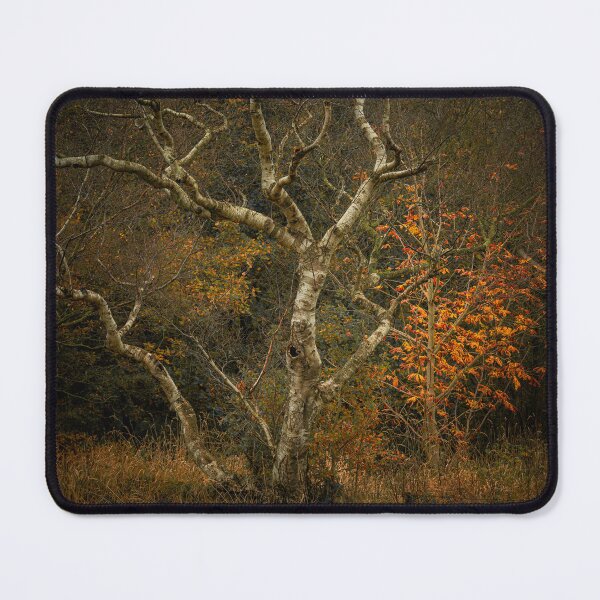 Item preview, Moody Autumn Silver Birch Tree designed and sold by RobThorley.