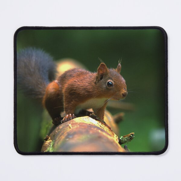 Item preview, Cute Red Squirrel 3 designed and sold by HelkoryoArt.