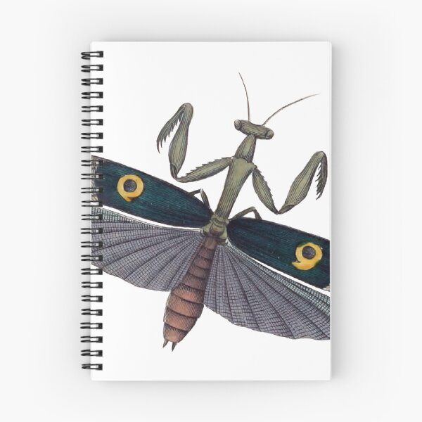 Item preview, Praying Mantis Wings Illustration, Mantodea, Entomology Illustration  designed and sold by HawthorneFlame.